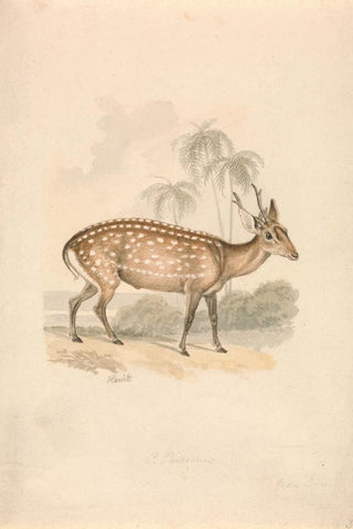 Samuel Howitt - Hog Deer.webp