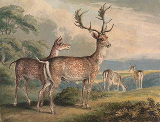 Samuel Howitt - Stag Doe and Fawns.webp