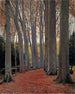 Allée des Platanes - Santiago Rusiñol — näkymä teoksesta