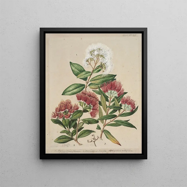 Sarah Featon - 1 White rata 2Climbing rata 3Southern rata.webp