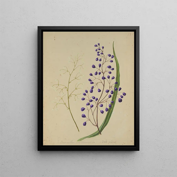 Sarah Featon - Dianella intermedia - mustekasvi — kehystetty taideteos seinällä