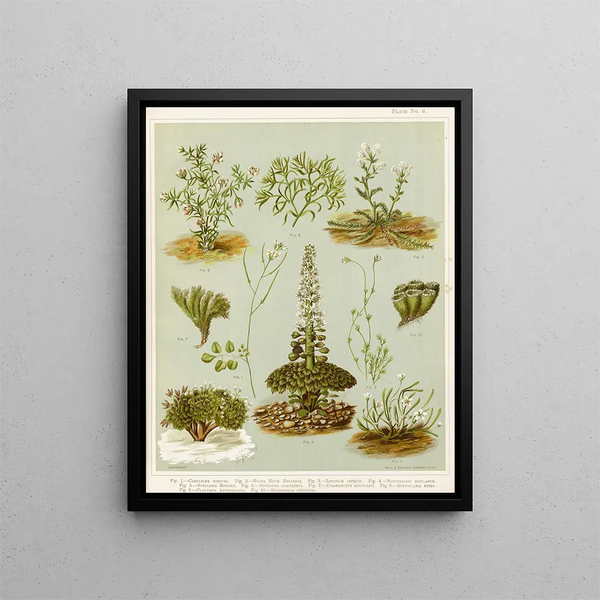 Fig 1 Cardamine hirsuta Fig 2 Braya de Nouvelle-Zélande Fig 3 Lepidium incisum Fig 4 Notothalspi rosulatum Taulukko 6 - Sarah Featon — kehystetty taideteos seinällä