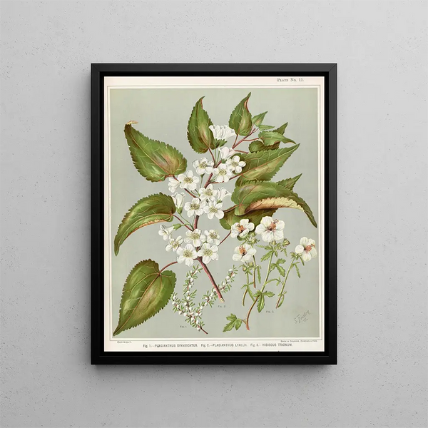 Sarah Featon - Fig 1 Plagianthus divaricatus Fig 2 Plagianthus lyallii Fig 3 Hibiscustrionum Plate 11.webp