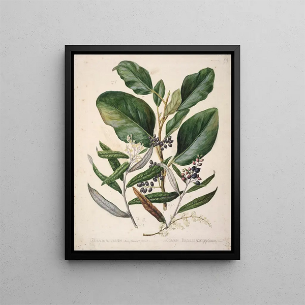 Griselinia lucida Corokia buddleoides - Sarah Featon — kehystetty taideteos seinällä