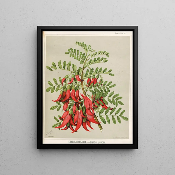 Kowhai Ngutu Kaka Clianthus puniceus - Sarah Featon — kehystetty taideteos seinällä