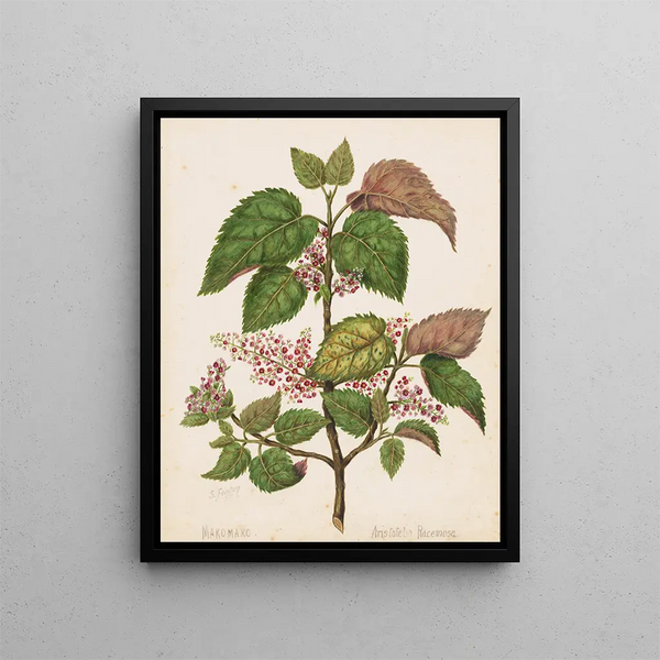 Makomako Aristotelia racemosa - Sarah Featon — kehystetty taideteos seinällä