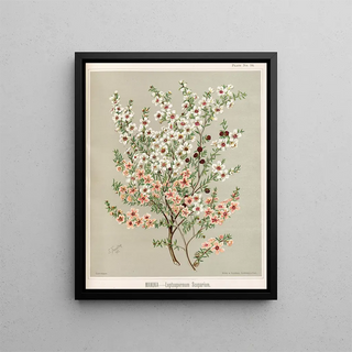 Sarah Featon - Manuka Leptospermum scoparium Plate 34.webp