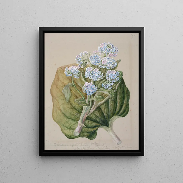 Myosotidium hortensia Myosotis de l'île Chatham - Sarah Featon — kehystetty taideteos seinällä