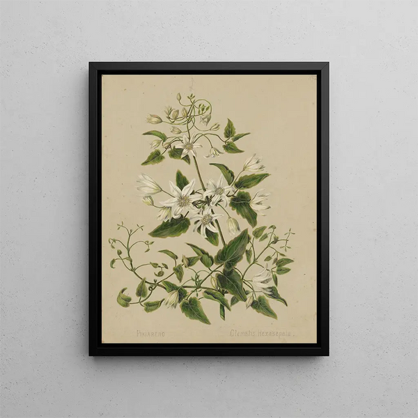 Pikiarero Clematis hexasepala - Sarah Featon — kehystetty taideteos seinällä