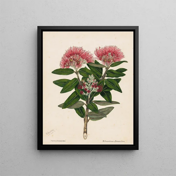 Pohutukawa Metrosideros tomentosa - Sarah Featon — kehystetty taideteos seinällä