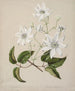 Puawananga Clematis indivisa - Sarah Featon — näkymä teoksesta