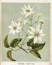 Puawananga Clematis indivisa, Planche 1 - Sarah Featon — näkymä teoksesta