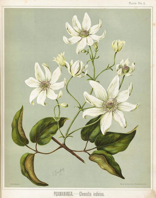 Sarah Featon - Puawananga Clematis indivisa Plate 1.webp