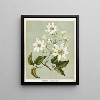 Sarah Featon - Puawananga Clematis indivisa Plate 1.webp