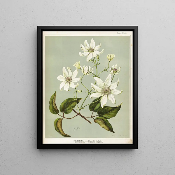 Puawananga Clematis indivisa, Planche 1 - Sarah Featon — kehystetty taideteos seinällä