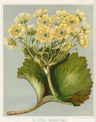 Sarah Featon - The Korikori Ranunculus insignis Plate 4.webp