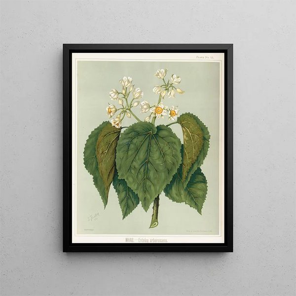 Sarah Featon - Whau Entelea arborescens Plate 13.webp