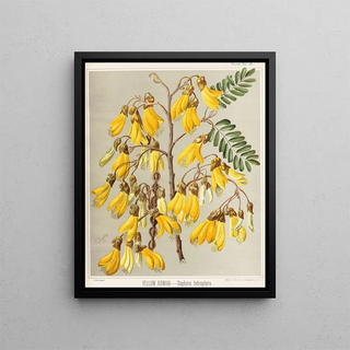 Sarah Featon - Yellow Kowhai Sophora tetraptera Plate 28.webp
