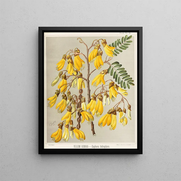 Kowhai-keltainen Sophora tetraptera -maalaus, 28 - Sarah Featon — kehystetty taideteos seinällä
