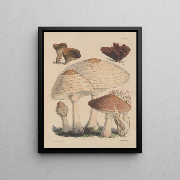 Sarah Price - Illustrations of the fungi of our fields and woods Pl11.webp