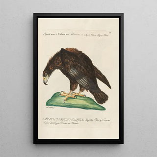 Saverio Manetti - Ornithologia methodice digesta Pl003.webp