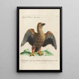 Saverio Manetti - Ornithologia methodice digesta Pl006.webp