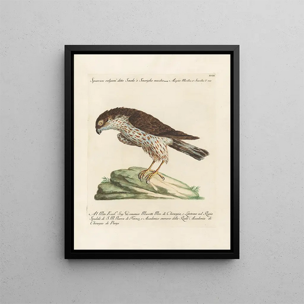 Ornithologian järjestelmällisesti käsitelty Pl018 - Saverio Manetti — kehystetty taideteos seinällä