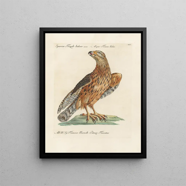 Ornithologian järjestelmällisesti käsitelty Pl026 - Saverio Manetti — kehystetty taideteos seinällä