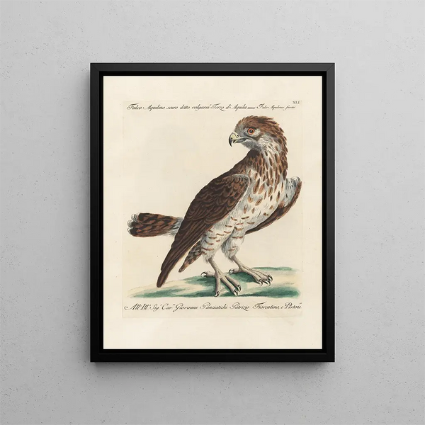 Ornithologian järjestelmällisesti käsitelty Pl041 - Saverio Manetti — kehystetty taideteos seinällä