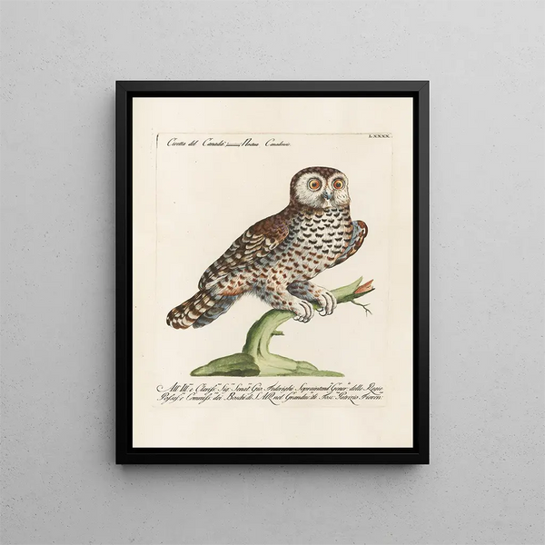 Ornithologian järjestelmällisesti käsitelty Pl090 - Saverio Manetti — kehystetty taideteos seinällä