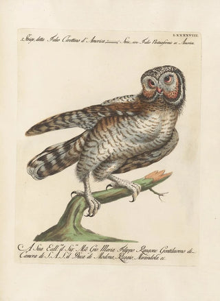 Saverio Manetti - Ornithologia methodice digesta Pl098.webp