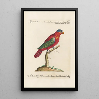 Saverio Manetti - Ornithologia methodice digesta Pl104.webp