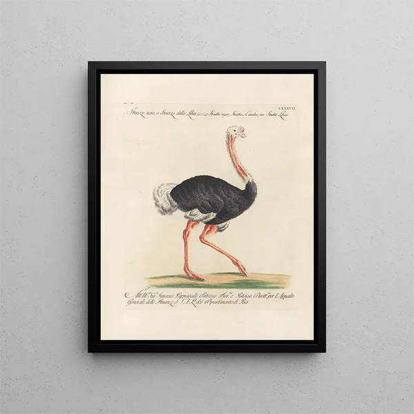 Saverio Manetti - Ornithologia methodice digesta Pl134.webp