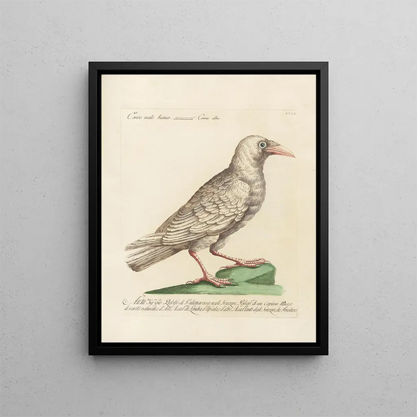 Ornithologian järjestelmällisesti käsitelty Pl138 - Saverio Manetti — kehystetty taideteos seinällä