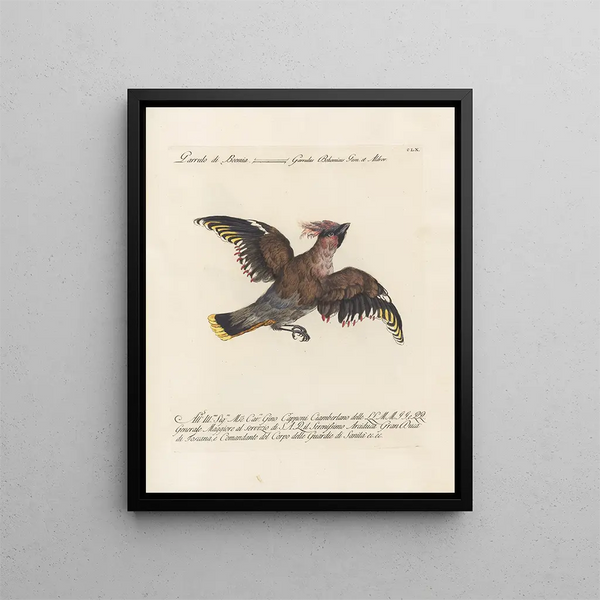 Saverio Manetti - Ornithologia methodice digesta Pl155.webp