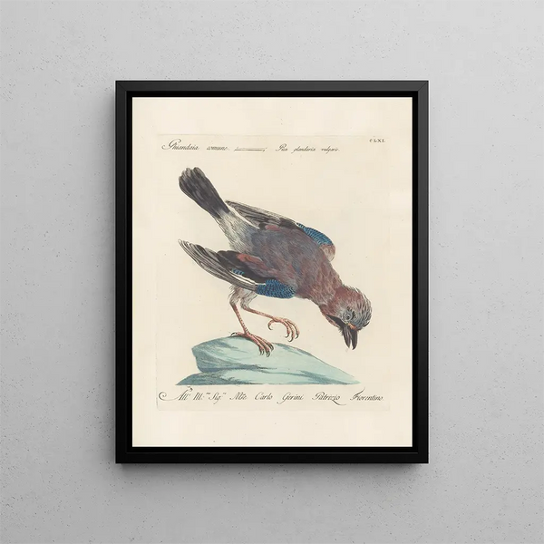 Ornithologian järjestelmällisesti käsitelty Pl156 - Saverio Manetti — kehystetty taideteos seinällä