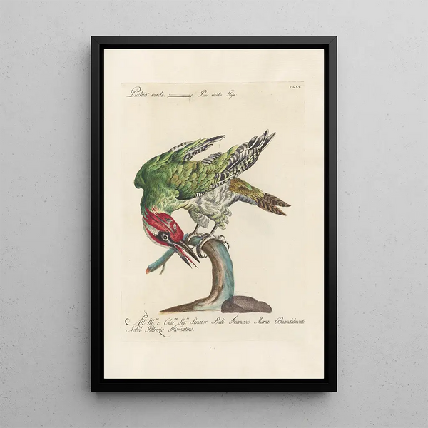 Ornithologia methodice digesta Pl160 - Saverio Manetti — kehystetty taideteos seinällä
