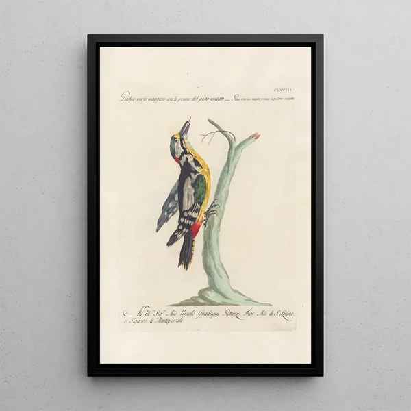 Ornithologia methodice digesta Pl163 - Saverio Manetti — kehystetty taideteos seinällä