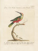 Ornithologia methodice digesta Pl177 - Saverio Manetti — näkymä teoksesta