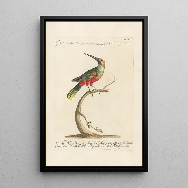 Ornithologia methodice digesta Pl177 - Saverio Manetti — kehystetty taideteos seinällä