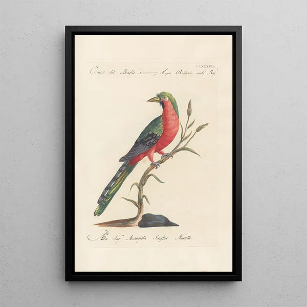 Ornithologia methodice digesta Pl178 - Saverio Manetti — kehystetty taideteos seinällä