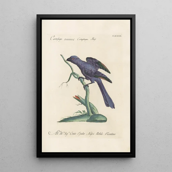 Ornithologia methodice digesta Pl181 - Saverio Manetti — kehystetty taideteos seinällä