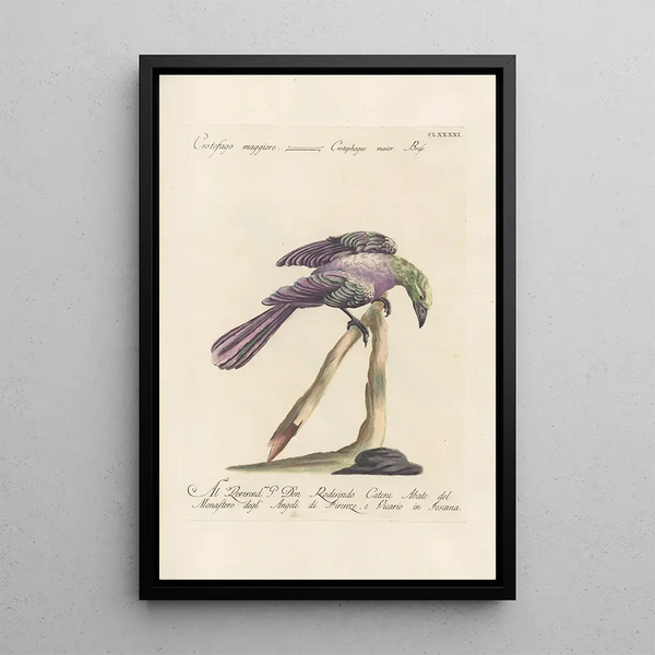 Ornithologia methodice digesta Pl182 - Saverio Manetti — kehystetty taideteos seinällä