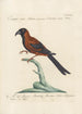 Ornithologia methodice digesta Pl183 - Saverio Manetti — näkymä teoksesta