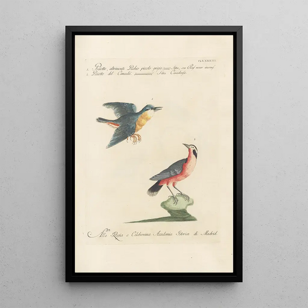 Ornithologia methodice digesta Pl184 - Saverio Manetti — kehystetty taideteos seinällä