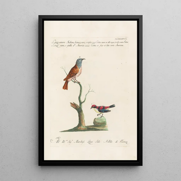 Ornithologia methodice digesta Pl185 - Saverio Manetti — kehystetty taideteos seinällä