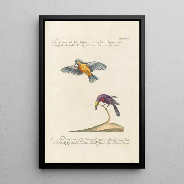 Ornithologia methodice digesta Pl186 - Saverio Manetti — kehystetty taideteos seinällä