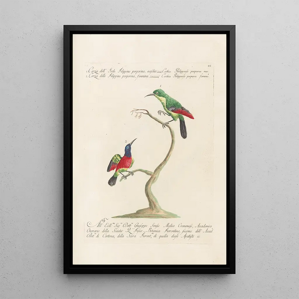 Ornithologia methodice digesta Pl187 - Saverio Manetti — kehystetty taideteos seinällä