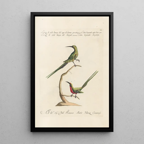 Ornithologia methodice digesta Pl188 - Saverio Manetti — kehystetty taideteos seinällä