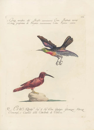 Saverio Manetti - Ornithologia methodice digesta Pl189.webp